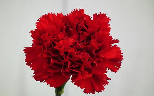 گل و روغن میخک