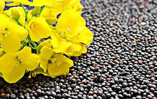 روغن گیری کلزا در شهریار