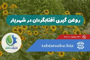 روغن گیری آفتابگردان در شهریار