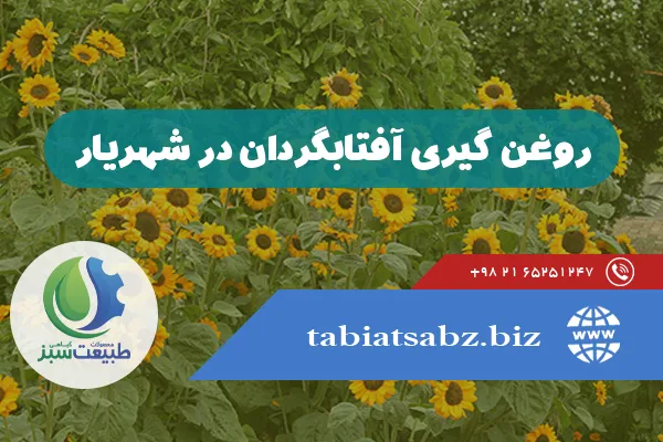 روغن گیری آفتابگردان در شهریار